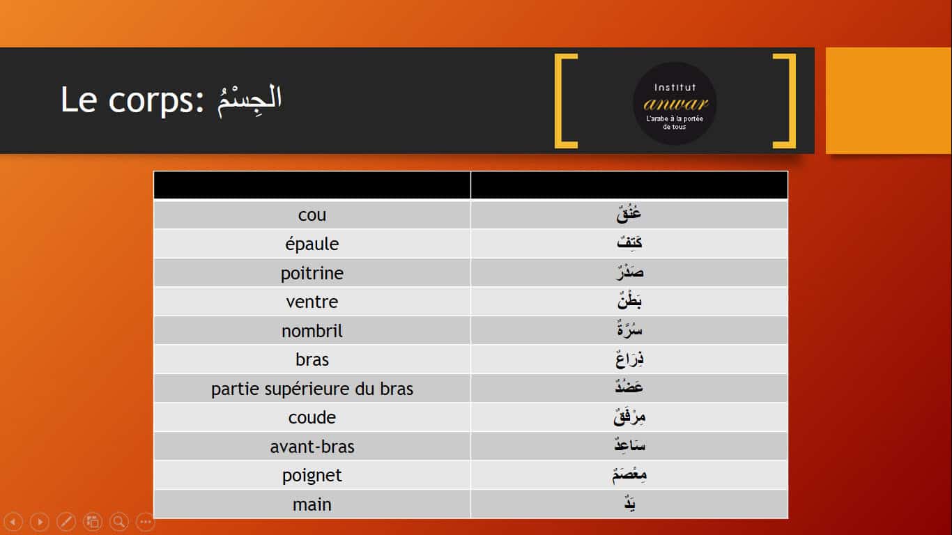 vocabulaire arabe de parties supérieures du corps