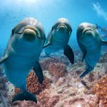 Les animaux en arabe