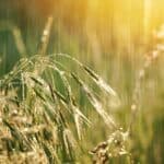 Pluie sur l'herbe après la prière de la pluie