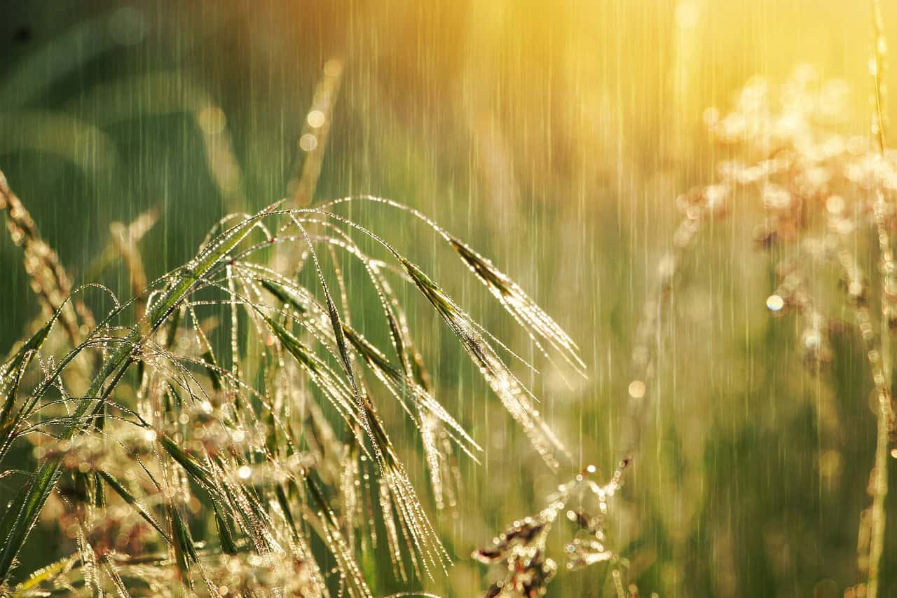 Pluie sur l'herbe après la prière de la pluie